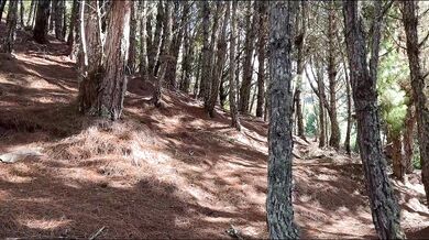 I WATCH LIL TIMY AND EMMA ANTURIN FUCK IN THE MIDDLE OF THE FOREST AND END UP FUCKING LIL TIMY